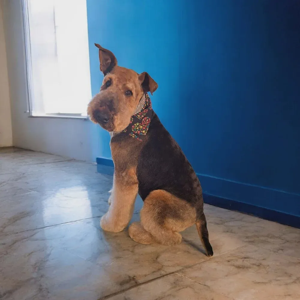 Airedale Terrier after an in-home groom by Infinite Zen Room