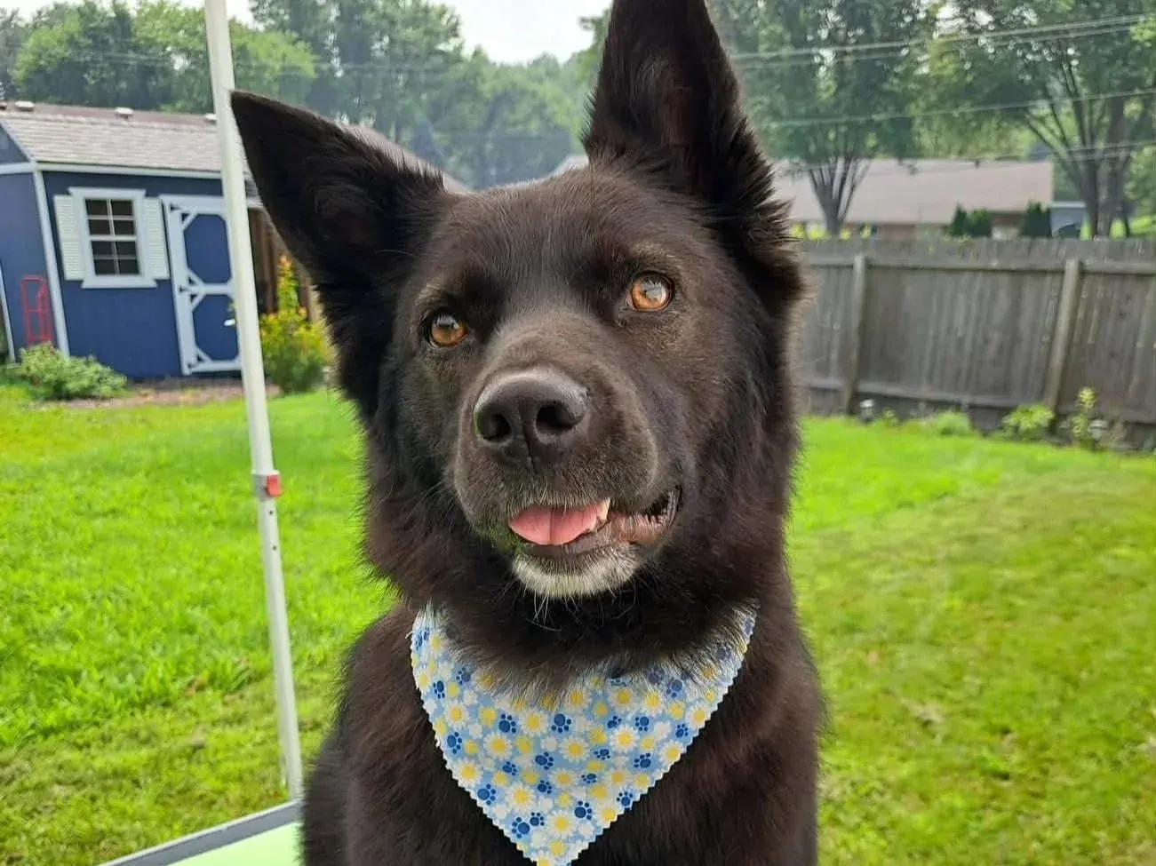 Akita X after an in-home groom by Infinite Zen Room