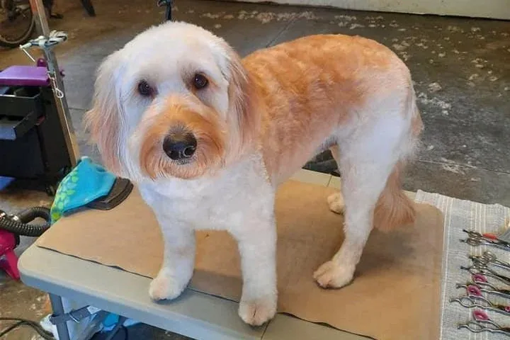 Mini Goldendoodle after an in-home groom by Infinite Zen Room