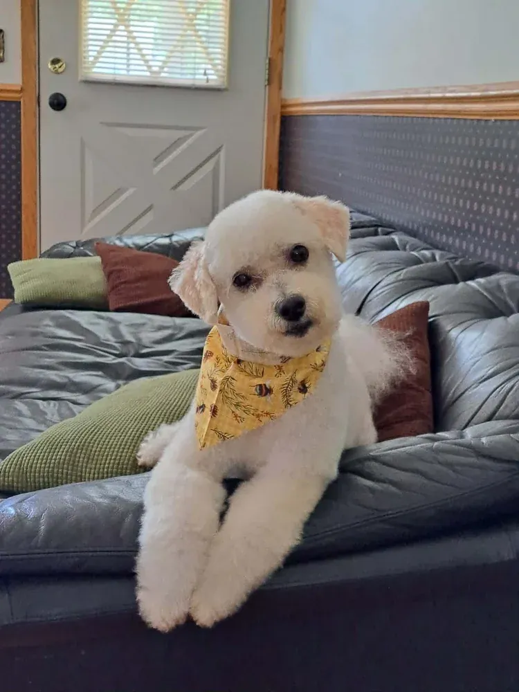 Bichon X Poodle after an in-home groom by Infinite Zen Room