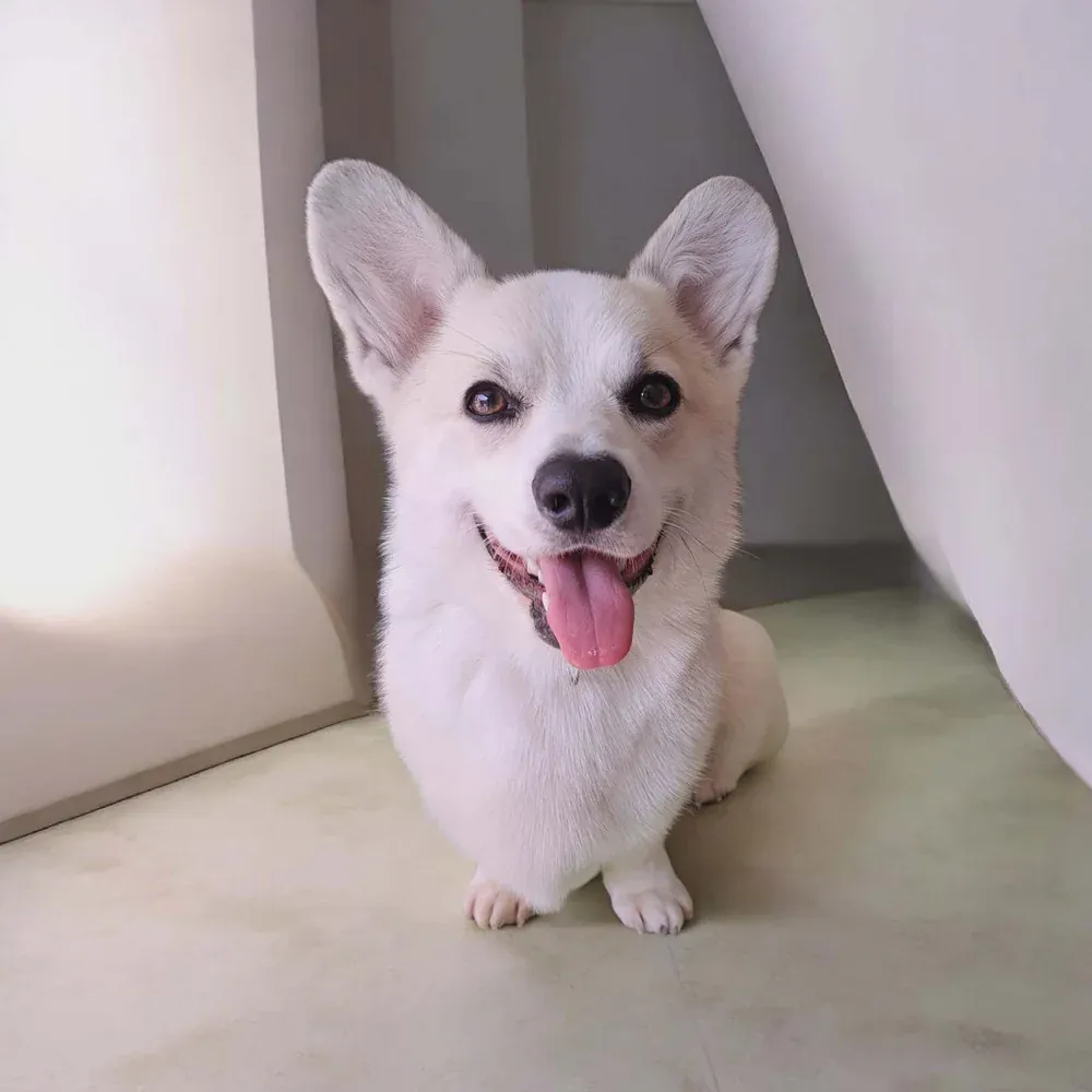 Pembroke Welsh Corgi after an in-home groom by Infinite Zen Room