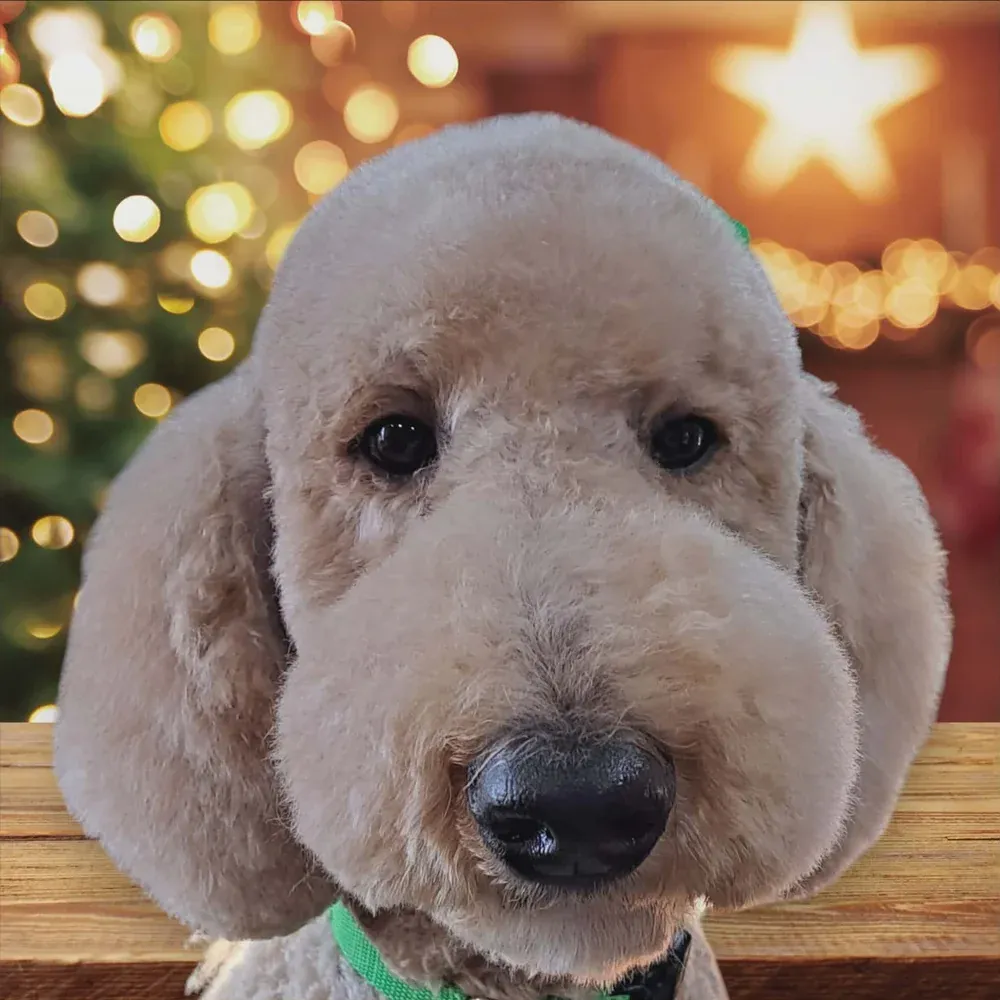 Curly Goldendoodle after an in-home groom by Infinite Zen Room