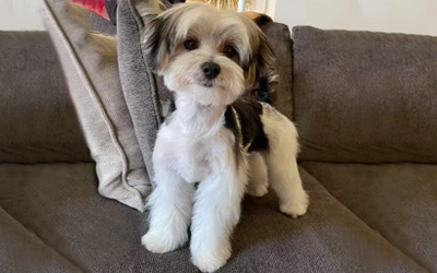 Morkie after an in-home groom by Infinite Zen Room