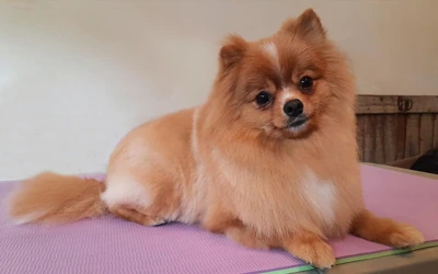 Pomeranian after an in-home groom by Infinite Zen Room