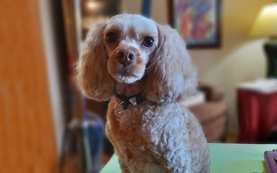 Cockapoo after an in-home groom by Infinite Zen Room
