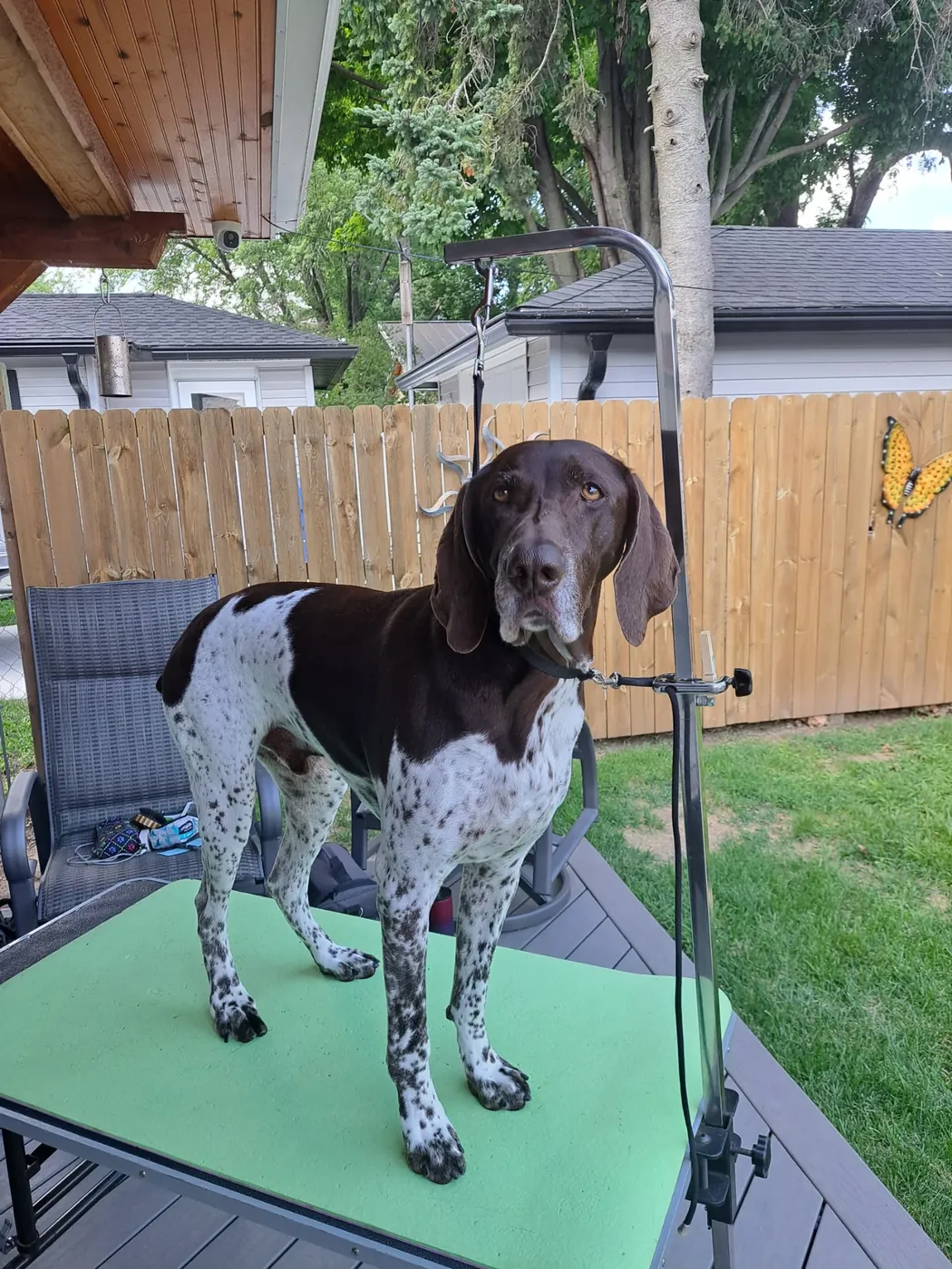 German Shorthaired Pointer after an in-home groom by Infinite Zen Room