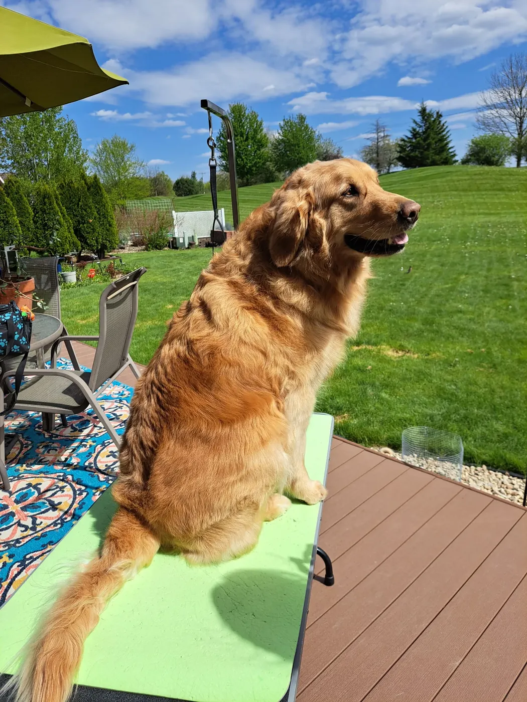 Golden Retriever after an in-home groom by Infinite Zen Room