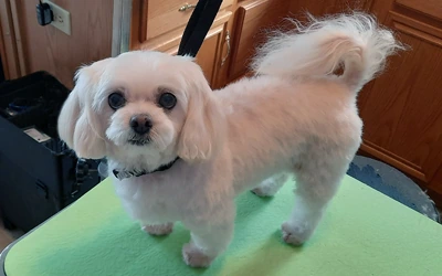 Maltese after an in-home groom by Infinite Zen Room