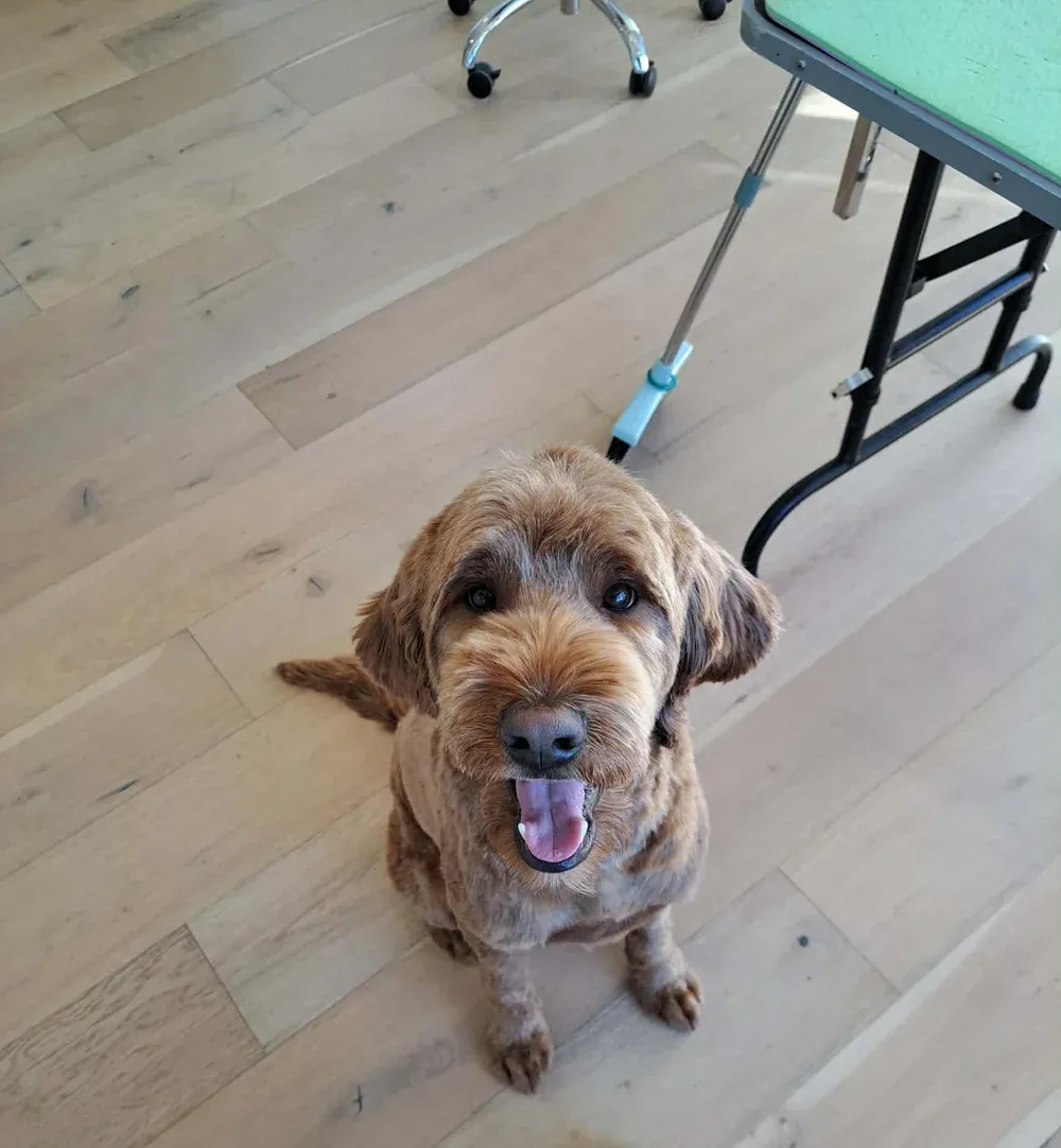 Labradoodle after an in-home groom by Infinite Zen Room