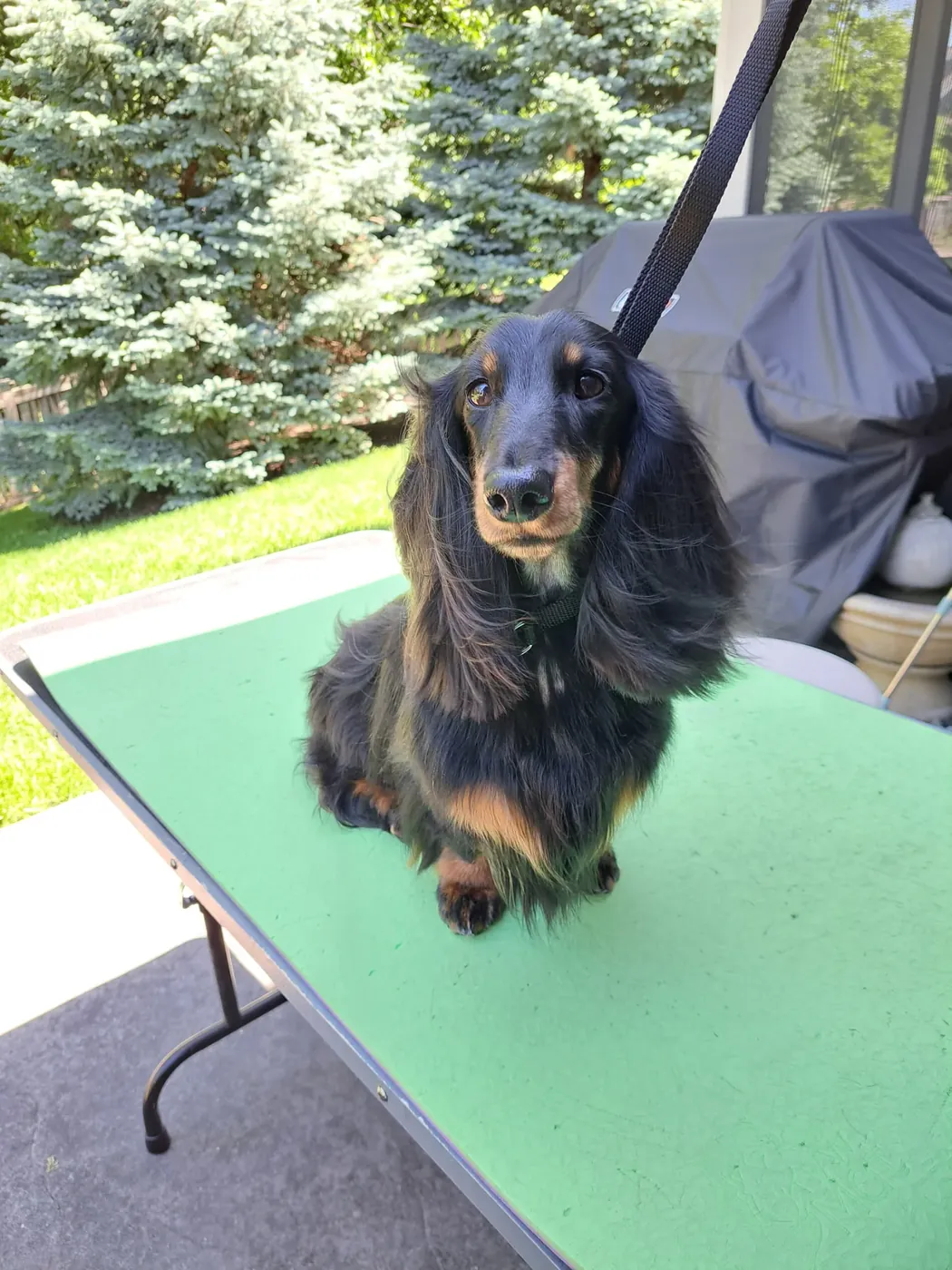 Long-Haired Dachshund after an in-home groom by Infinite Zen Room