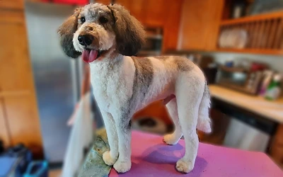 Bernedoodle after an in-home groom by Infinite Zen Room