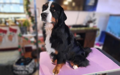 Bernese Mountain Dog after an in-home groom by Infinite Zen Room