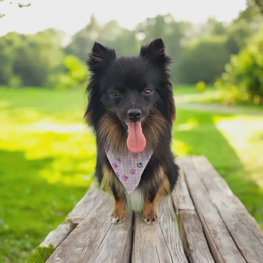 Pomeranian X after an in-home groom by Infinite Zen Room