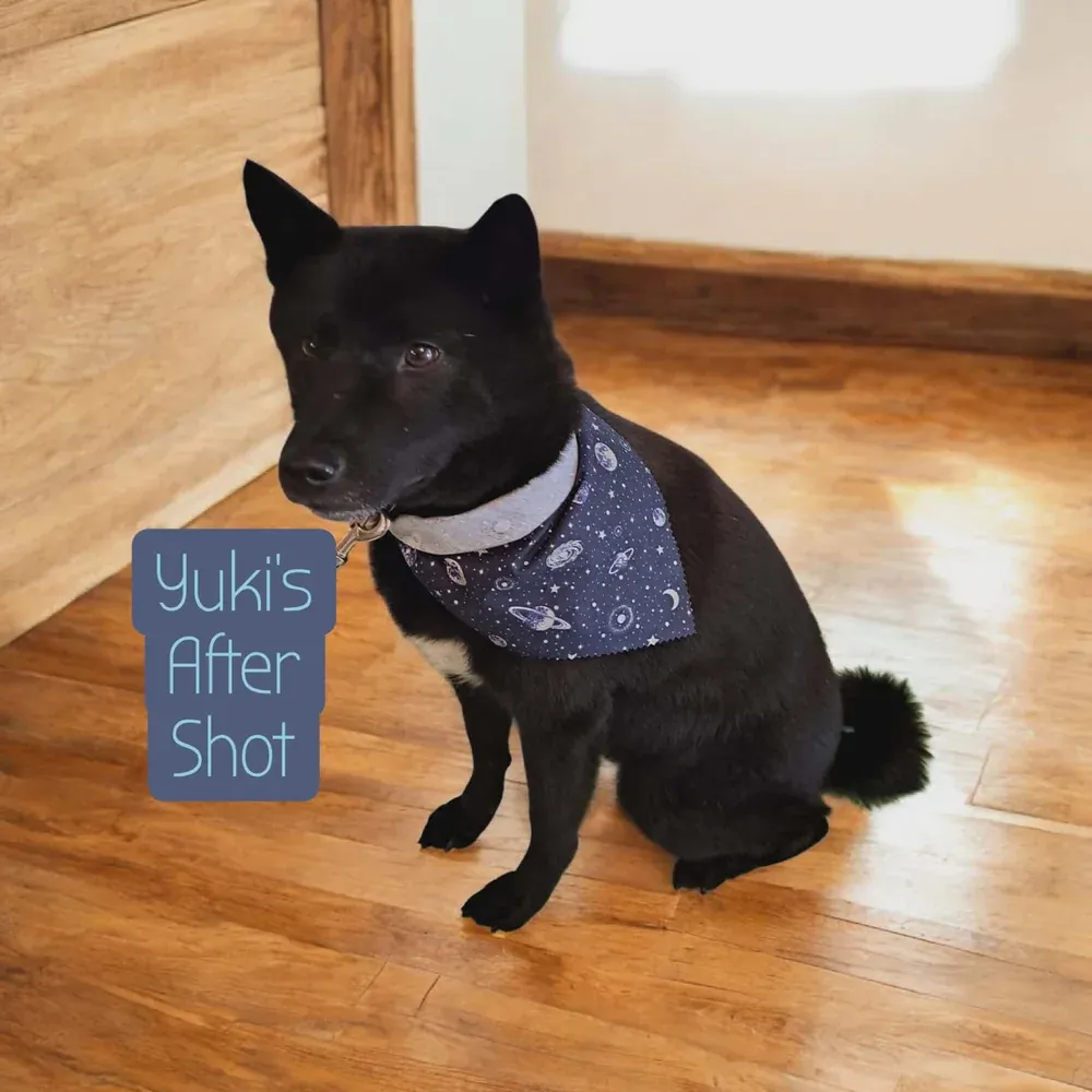 Shiba Inu after an in-home groom by Infinite Zen Room