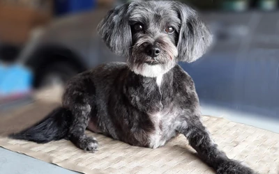 Dog after an in-home groom by Infinite Zen Room