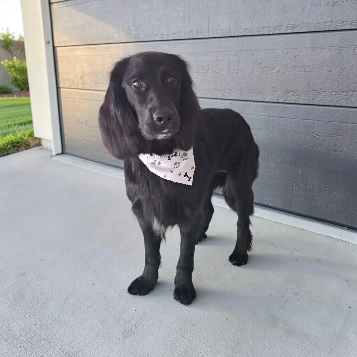 Springer Spaniel X Golden Retriever after an in-home groom by Infinite Zen Room