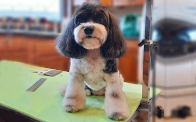 Cava-chon after an in-home groom by Infinite Zen Room