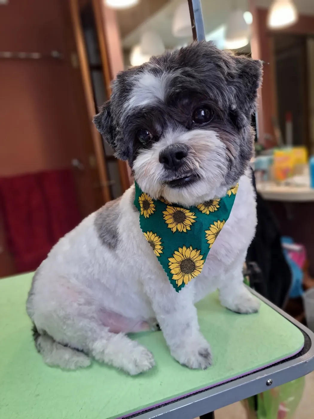 Teddy Bear after an in-home groom by Infinite Zen Room