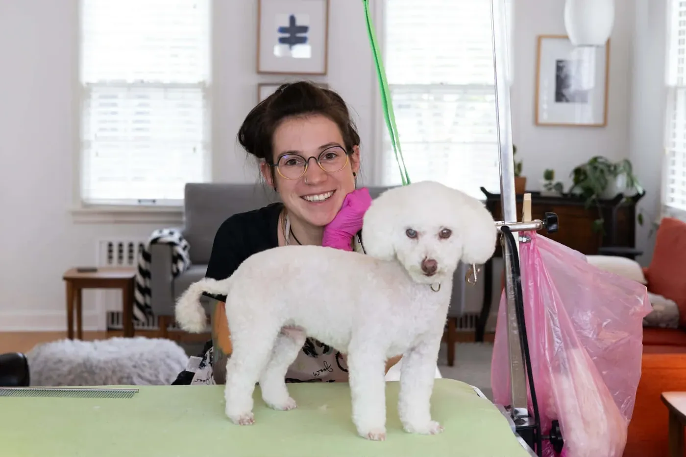 Toy Poodle X after an in-home groom by Infinite Zen Room