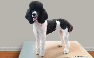 Standard Poodle after an in-home groom by Infinite Zen Room