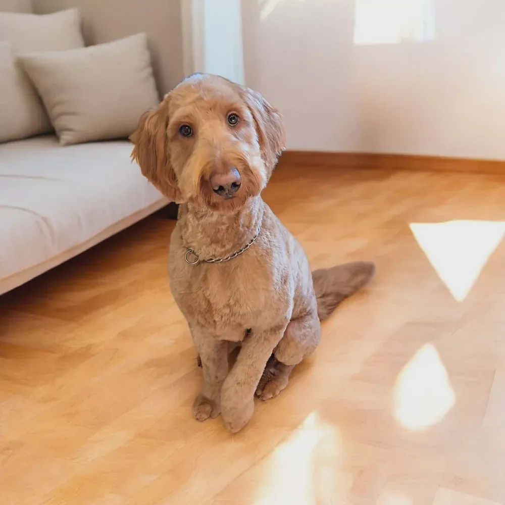 Wavy Goldendoodle after an in-home groom by Infinite Zen Room