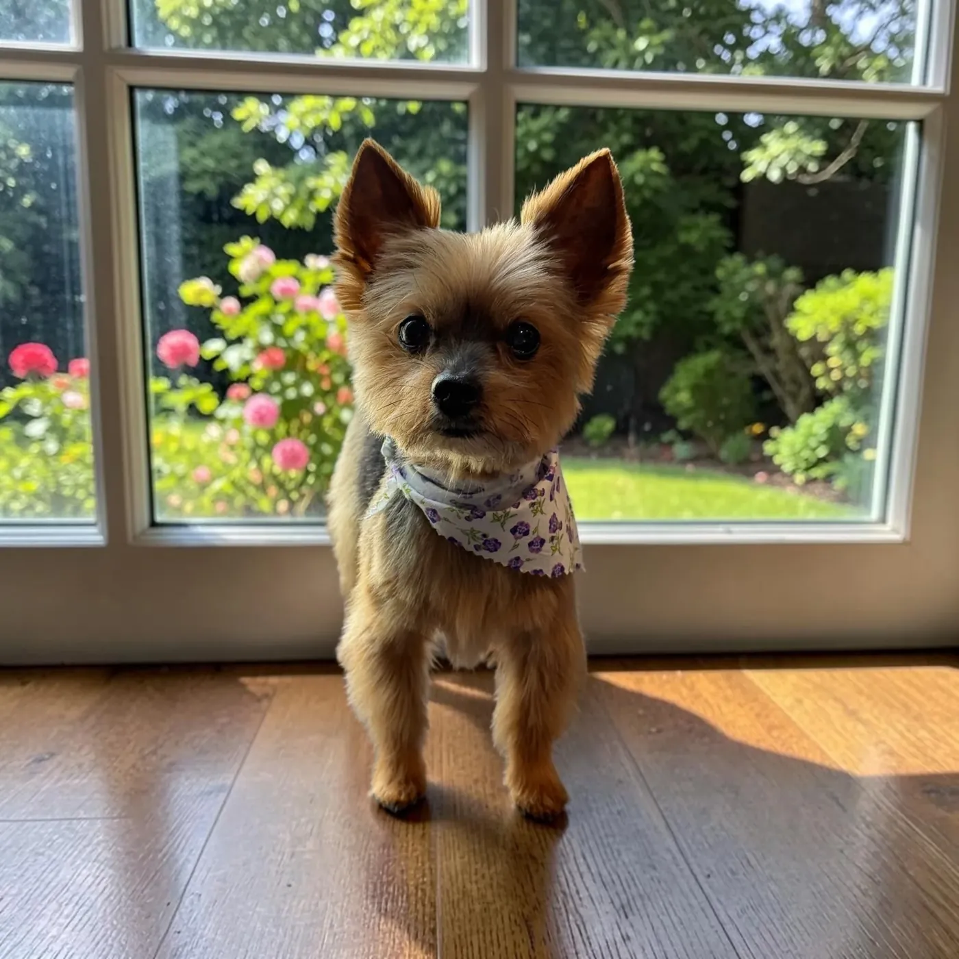 Yorkshire Terrier after an in-home groom by Infinite Zen Room