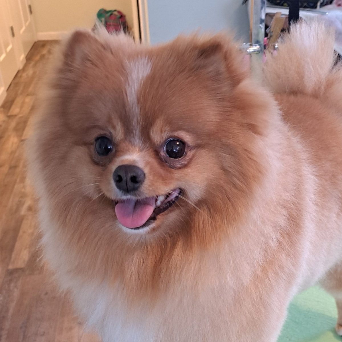 Dusty the Pomeranian