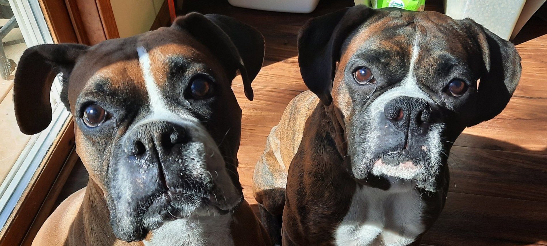 Dogs