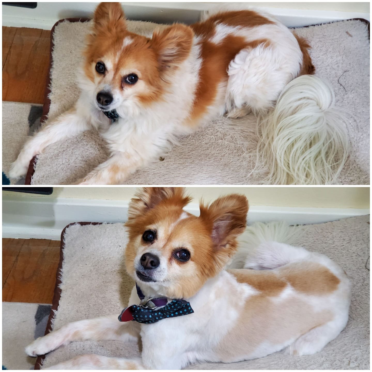 Dog groomed by Jenn