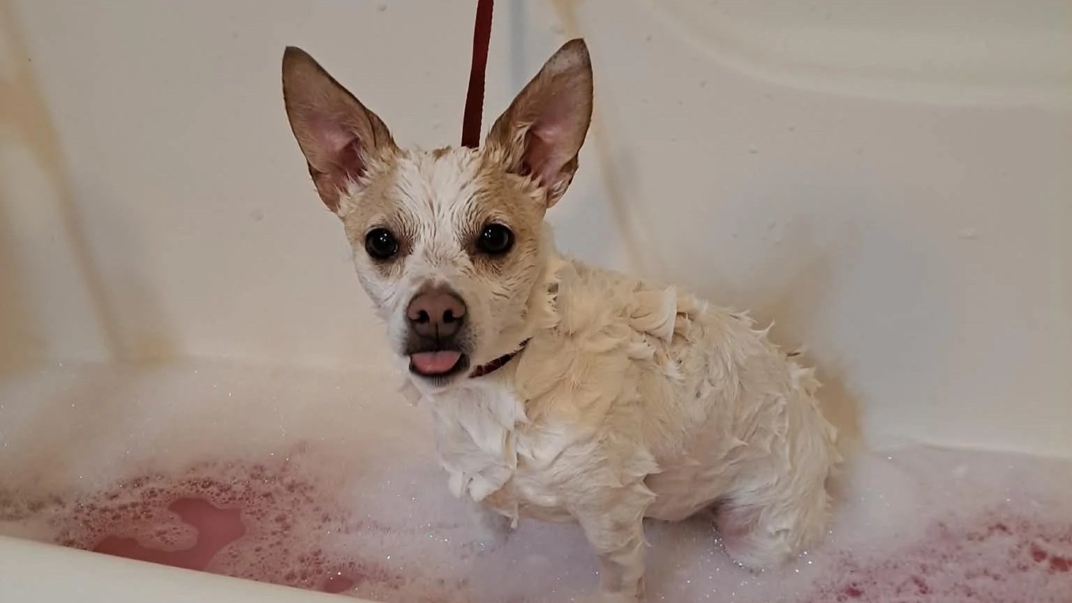Dog enjoying a bubble bath